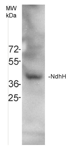 Western blot using anti-NdhH antibodies on Arabidopsis thaliana